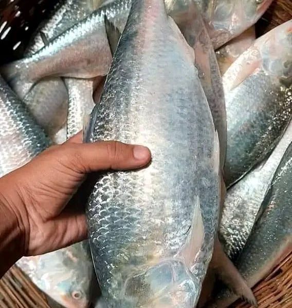 6 পিস 5 কেজি 2000 টাকা