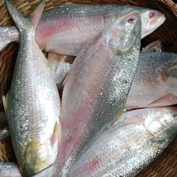 ৮ পিস ৫ কেজি ১৭০০ টাকা