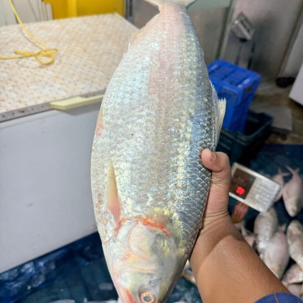 ৪ পিস ৮ কেজি ৫০০০ টাকা
