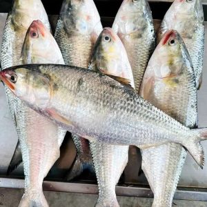 ১০ পিস মাছে ৫ কেজি =১৫০০ টাকা