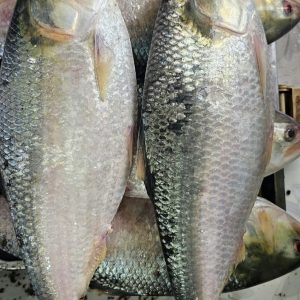 ৫ পিস মাছে ৫ কেজি = ২৫০০ টাকা।