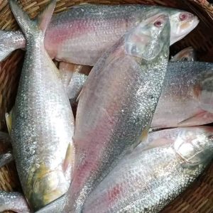 ৮ পিস ৫ কেজি ১৭০০ টাকা